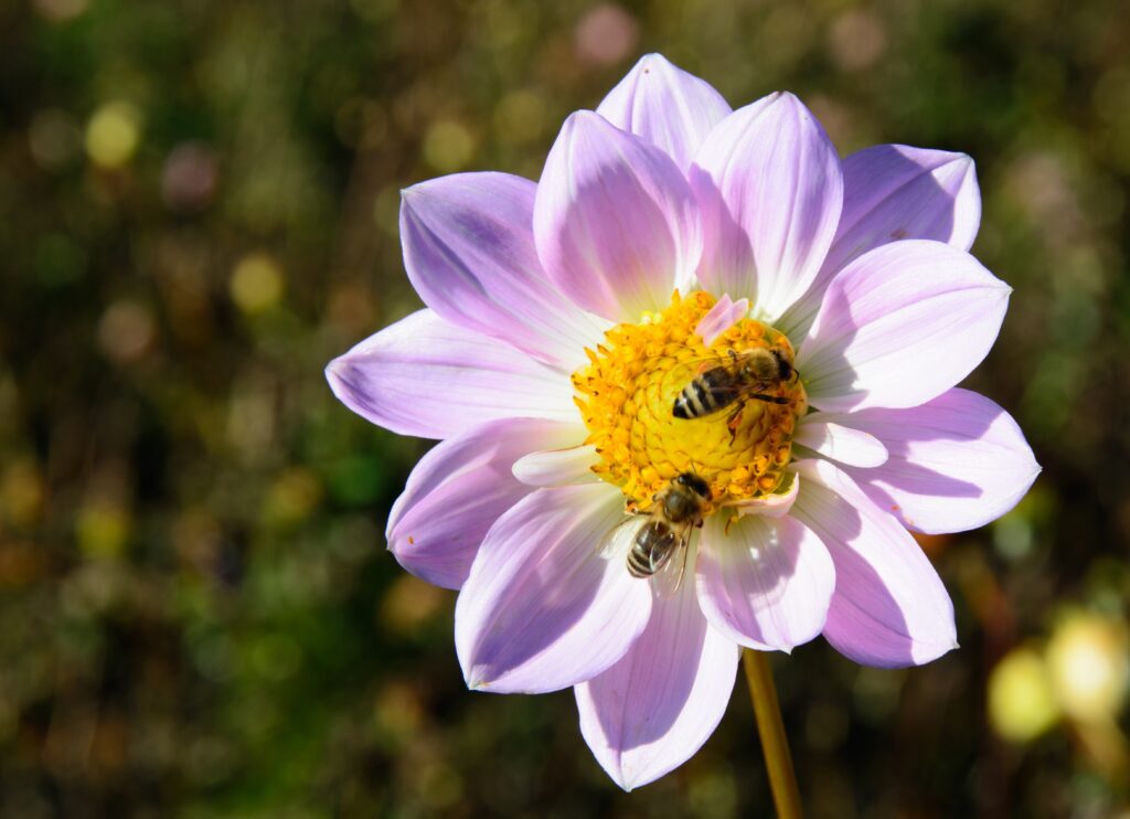Biene auf Blume