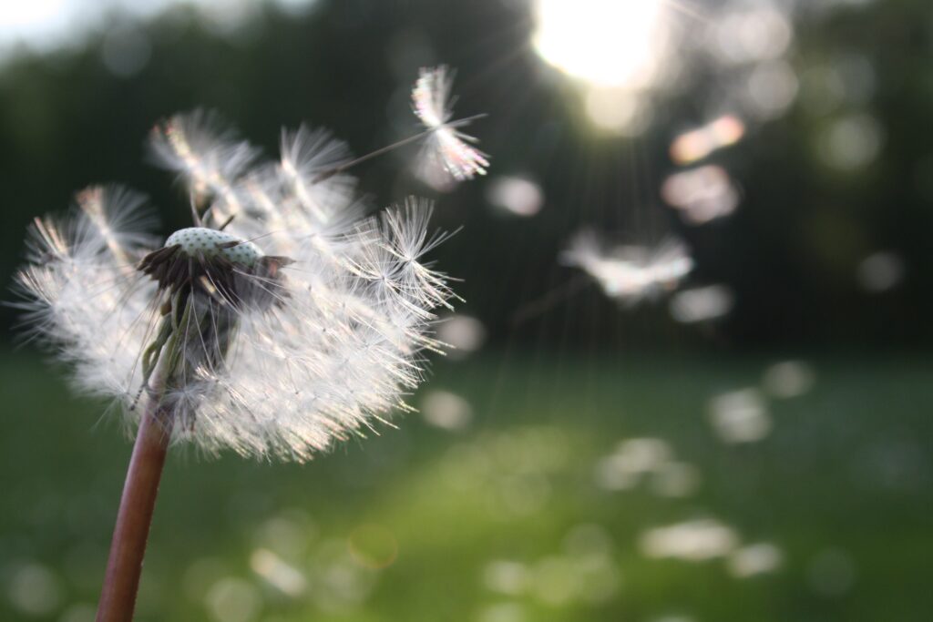 Löwenzahn, Pollen, Heuschnupfen, Allergie
